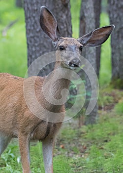 Mule Deer with Cockeyed Ears photo