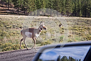 Mule deer crossing a road, Bryce canyon, Utah