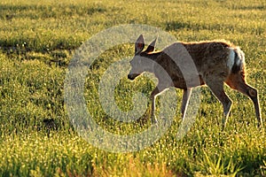 Mule deer in dewy grass