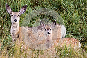 Mule Deer Doe