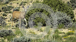 Mule Deer Doe