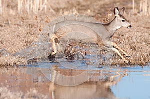 Mule deer doe crossing stream