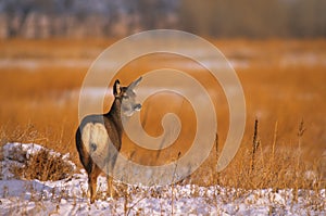 Mule Deer Doe in CRP Field