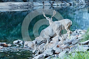 Mule deer doe drinking