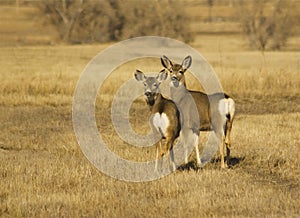Mule Deer Doe and Fawn