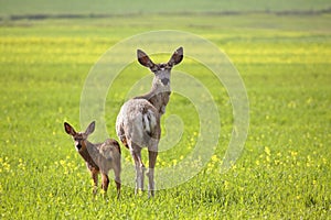 Mule Deer doe and fawn