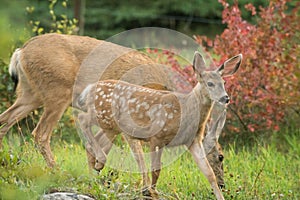 Mule Deer Doe with fawn - Deer Grazing