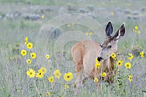 Mule Deer Doe Feeding on Prairie Sunflower