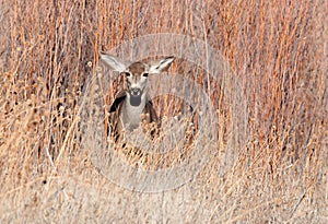 Mule deer doe in a field