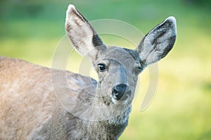 Mule Deer Doe - Head Portrait in Spring - Loosing the Winter Fur