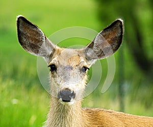 Mule Deer Doe Head Shot