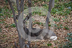 mule deer doe hidden in oak trees