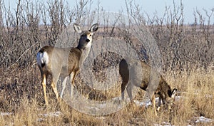 Mule deer doe keeping watch over fawn