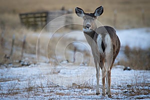 Mule Deer Doe Looking Back