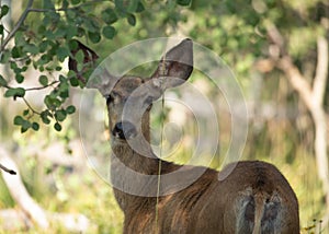 Mule deer doe looking back over it`s shoulder while standing in font of a meadow surrounded by aspen trees