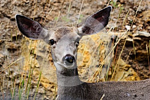 A mule deer doe looking at us