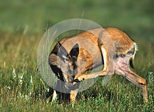 Mule Deer Doe Scratching