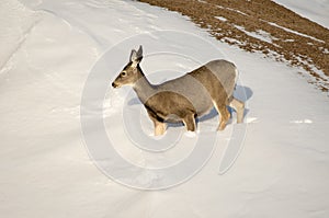 Mule Deer Doe in the Snow in Badlands National Park