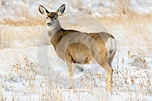 Mule Deer Doe in the Snow in Badlands National Park