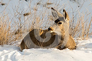 Mule Deer Doe in the Snow in Badlands National Park