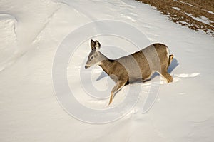 Mule Deer Doe in the Snow in Badlands National Park