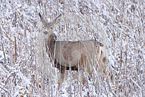 Mule Deer Doe in the Snow. Wild Deer on the High Plains of Color
