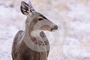 Mule Deer Doe in the Snow. Wild Deer on the High Plains of Color
