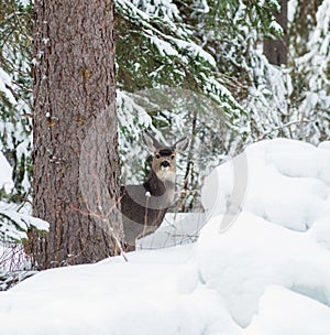 Mule Deer Doe in the Snowy Forest behind a Tree.