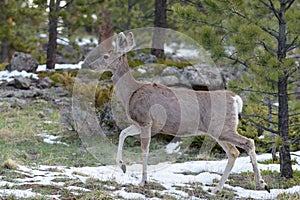 Mule Deer Doe in Springtime, Colorado Rocky Mountains