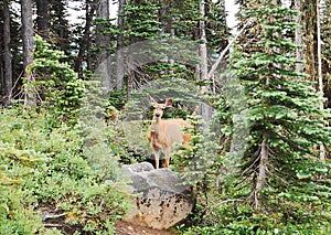 Mule deer doe watches from the trees