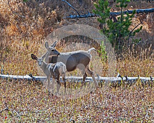 Mule Deer Doe and Yearling