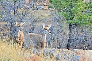 Mule Deer Doe With Yearling