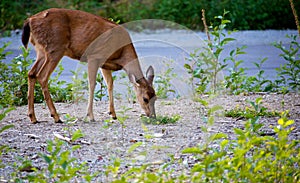 Mule deer eating grass