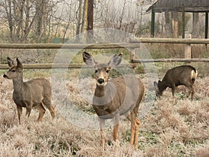 Mule Deer Family