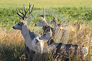 Mule deer family