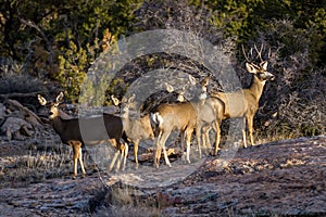 Mule deer family