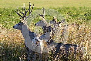 Mule deer family