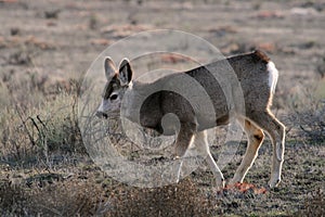 Mule deer fawn