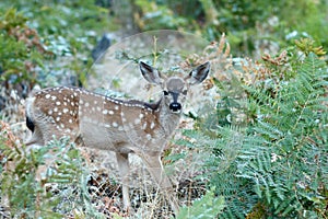 Mule deer fawn