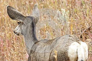 Mule Deer Fawn 705129