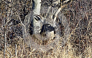 Mule deer fawn concealed in brush