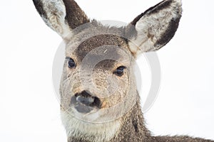 Mule Deer Fawn - Cute Facial Expression