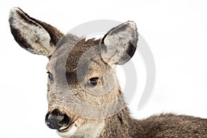 Mule Deer Fawn - Cute Smile Head Portrait