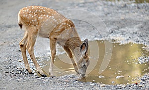 Mule Deer Fawn drinking from puddle