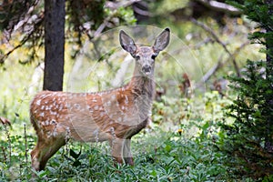 Mule Deer Fawn