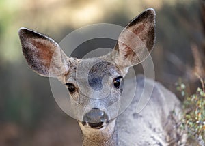 A mule deer fawn looking into the camera close up