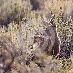 Mule Deer Fawn