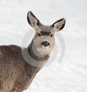 Mule Deer Fawn in the Snow - Head Portrait