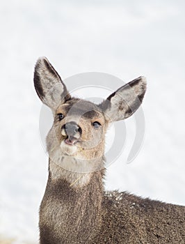 Mule Deer Fawn in the Snow - Head Portrait with Mouth Open