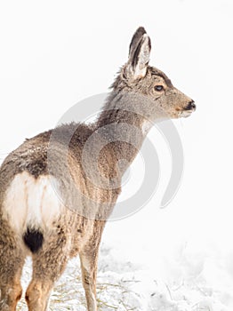 Mule Deer Fawn in the Snow - Head Profile